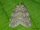  70.107 November Moth Copyright Martin Evans 