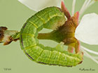  70.107 November Moth larva 13mm Copyright Martin Evans 