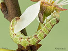  70.107 November Moth larva 13mm Copyright Martin Evans 