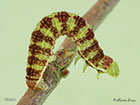 70.107 November Moth larva 16mm Copyright Martin Evans 