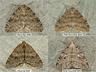  70.107 November Moth, Pale November Moth, Autumnal Moth Copyright Martin Evans 