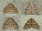  70.108 Pale November Moth, Autumnal Moth, November Moth Copyright Martin Evans 