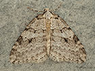  70.110 Small Autumnal Moth Copyright Martin Evans 