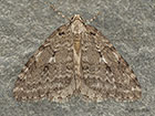  70.110 Small Autumnal Moth Copyright Martin Evans 
