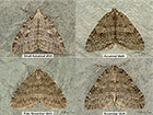  70.110 Small Autumnal Moth and similar species Copyright Martin Evans 