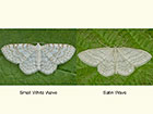  70.111 Small White Wave and Satin Wave Copyright Martin Evans 