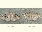  70.115 Welsh Wave and Waved Carpet Copyright Martin Evans 