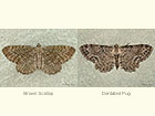  70.118 Brown Scallop and Dentated Pug Copyright Martin Evans 
