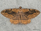  70.119 Dark Umber Copyright Martin Evans 