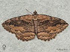  70.119 Dark Umber female Copyright Martin Evans 