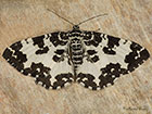  70.120 Argent and Sable Copyright Martin Evans 