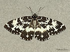  70.120 Argent and Sable northern form Copyright Martin Evans 