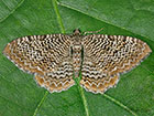  70.121 Scallop Shell Copyright Martin Evans 