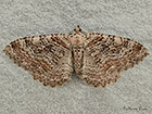  70.122 Scarce Tissue Copyright Martin Evans 