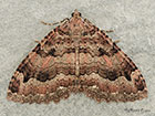  70.123 Tissue Copyright Martin Evans 