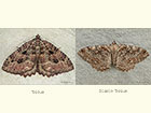  70.123 Tissue and Scarce Tissue Copyright Martin Evans 