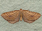  70.125 Slender-striped Rufous Copyright Martin Evans 