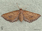  70.125 Slender-striped Rufous female Copyright Martin Evans 