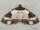  70.128 Pretty Chalk Carpet Copyright Martin Evans 