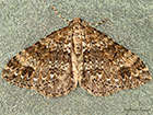  70.131 Twin-spot Carpet Copyright Martin Evans 
