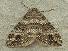  70.131 Twin-spot Carpet Copyright Martin Evans 