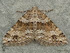 70.131 Twin-spot Carpet female Copyright Martin Evans 