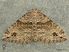  70.131 Twin-spot Carpet female Copyright Martin Evans 