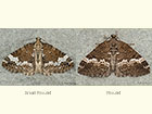  70.133 Small Rivulet and Rivulet Copyright Martin Evans 