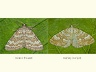  70.137 Grass Rivulet and Sandy Carpet Copyright Martin Evans 