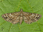  70.141 Double-striped Pug female Copyright Martin Evans 