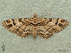  70.141 Double-striped Pug female Copyright Martin Evans 