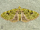  70.142 V-pug female Copyright Martin Evans 