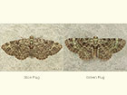  70.143 Sloe Pug and Green Pug Copyright Martin Evans 