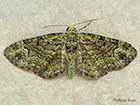  70.144 Green Pug Copyright Martin Evans 