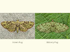  70.144 Green Pug and Bilberry Pug Copyright Martin Evans 