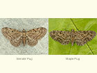  70.147 Slender Pug and Maple Pug Copyright Martin Evans 
