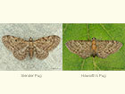  70.147 Slender Pug and Haworth's Pug Copyright Martin Evans 