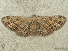 70.148 Maple Pug female Copyright Martin Evans 