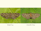  70.148 Haworth's Pug and Slender Pug Copyright Martin Evans 