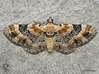  70.150 Toadflax Pug female Copyright Martin Evans 
