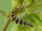  70.150 Toadflax Pug larva 8mm Copyright Martin Evans 