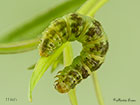  70.150 Toadflax Pug larva 11mm Copyright Martin Evans 