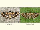  70.150 Toadflax Pug and Foxglove Pug Copyright Martin Evans 