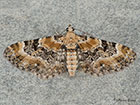  70.151 Foxglove Pug Copyright Martin Evans 