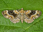  70.151 Foxglove Pug Copyright Martin Evans 