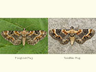  70.151 Foxglove Pug and Toadflax Pug Copyright Martin Evans 