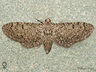  70.152 Channel Islands Pug female Copyright Martin Evans 