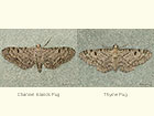  70.152 Channel Islands Pug and Thyme Pug Copyright Martin Evans 