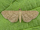  70.153 Lead-coloured Pug Copyright Martin Evans 