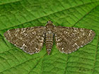  70.154 Marsh Pug Copyright Martin Evans 